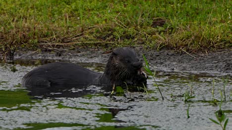otter looks toward camera while eating a fish