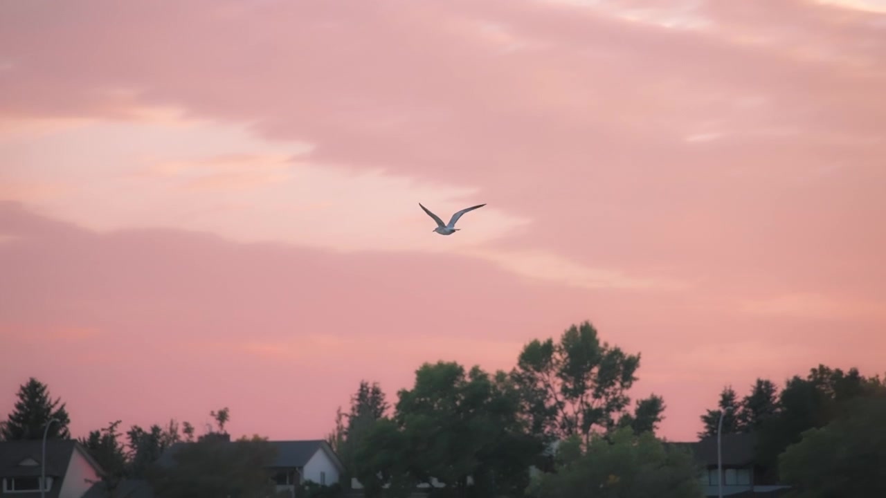 Oiseau en vol sur fond de ciel rose au coucher du soleil