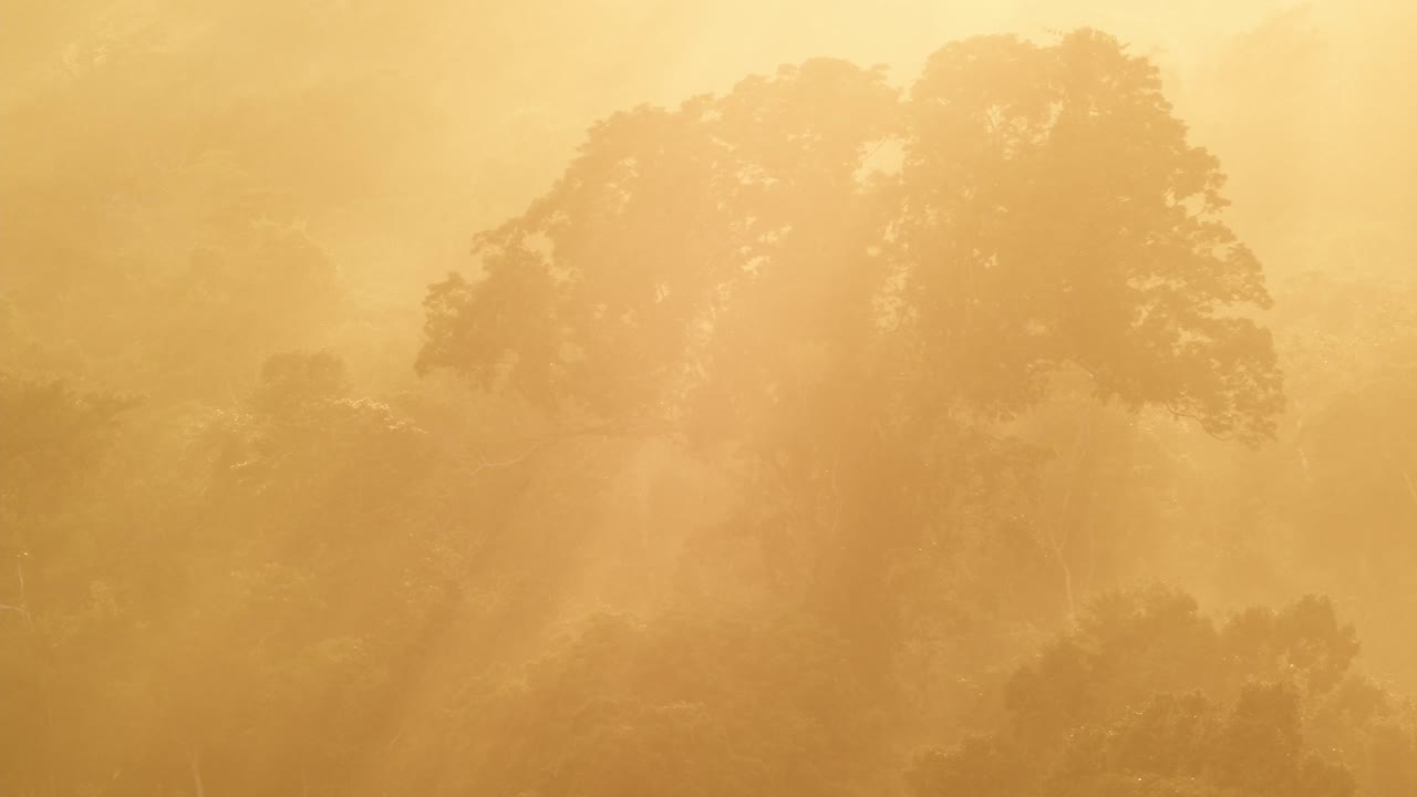 hermosa reserva nacional peruana de la selva tropical de tambopata al amanecer con rayos de sol, perú