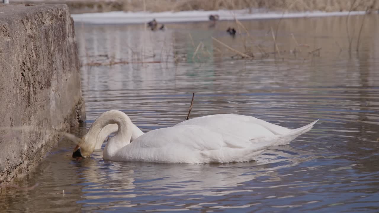 encantador par de cisnes comiendo hierba de agua en un estanque de agua en el soleado día de primavera