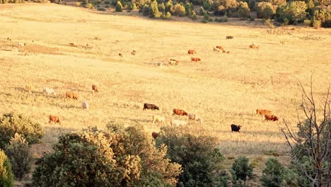 Kühe-Laufen-Bei-Sonnenuntergang-Auf-Einer-Wiese-In-Mora-De-Rubielos-Umher