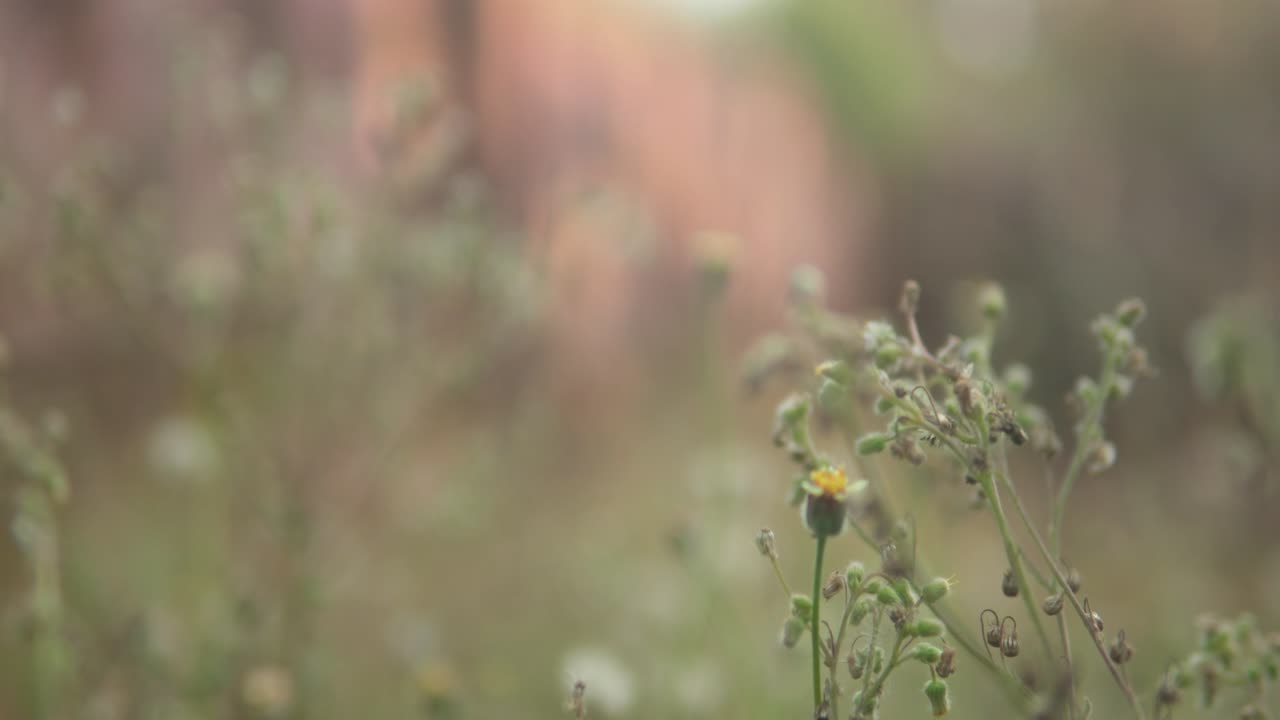 primer plano de delicadas flores silvestres, enfoque suave en un fondo natural borroso, ambiente sereno