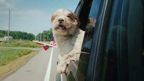 road trip in norway with a pet a dog looks out of a car window next to it is the flag of norway