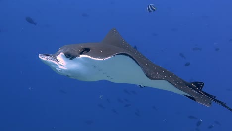 an eagle ray swimming majestically close and relaxed