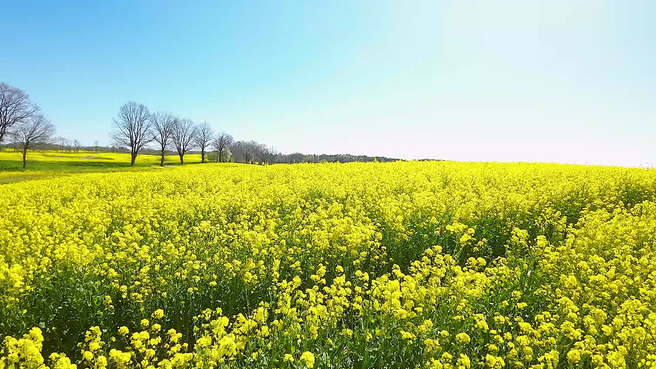 은 드론이 꽃이 피는 노란색 라프시드  위를 습니다.