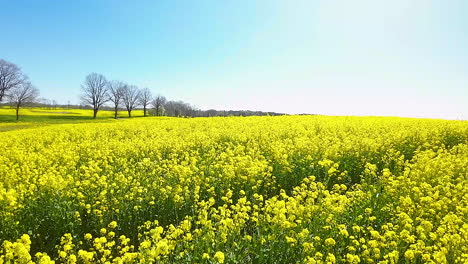 Sonnige-Drohne-Schoss-über-Blühendes-Gelbes-Rapsfeld