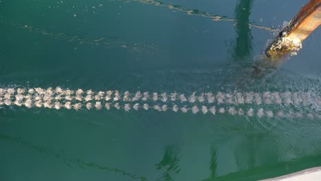 The-ropes-with-oysters-are-submerged-in-the-water,-forming-a-network-of-delicacies-waiting-to-be-harvested