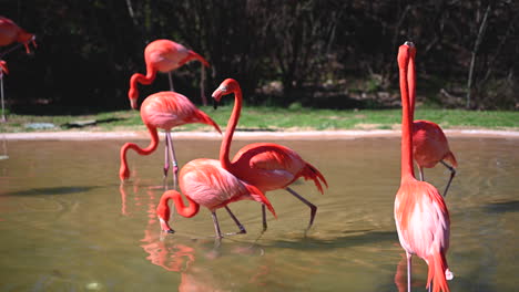 los flamencos caminan juntos en el estanque con fondo verde de la naturaleza