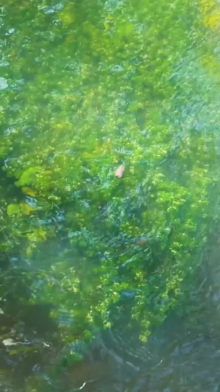Underwater view of algae and leaves in water