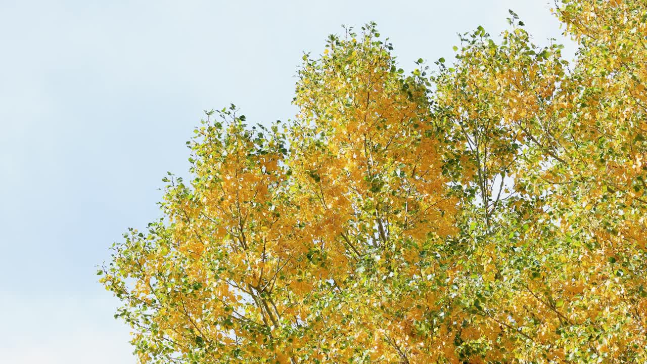 bozeman montana canon rk의 단풍