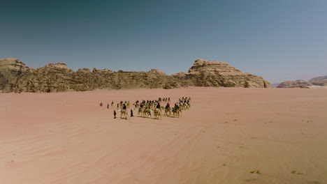 camels carrying tourists to french fortress at wadi rum in jordan