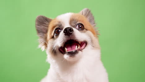 retrato del lindo cachorro esponjoso de pomeranian spitz