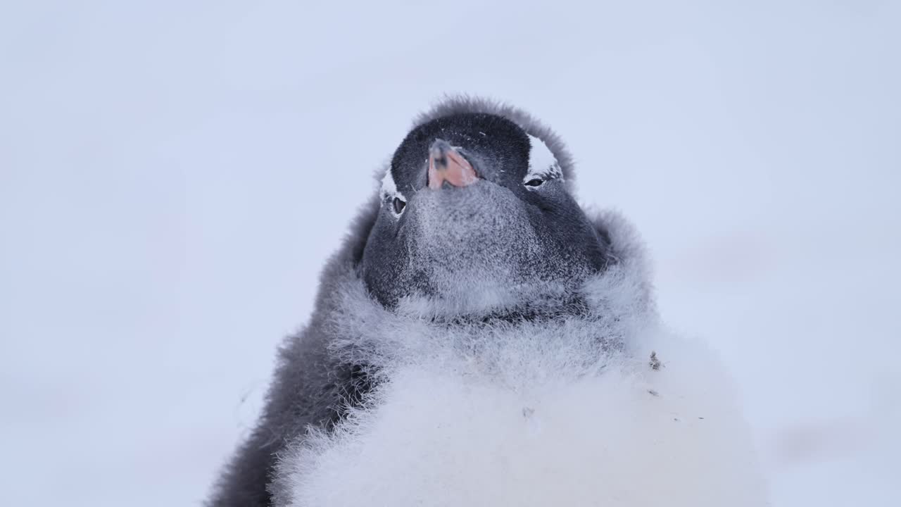 lindos pingüinos bebés jóvenes, pollito de pingüino gentoo en la nieve en la antártida vida silvestre y vacaciones de animales en la península antártica, retrato en primer plano de bebés de pingüinos en el invierno