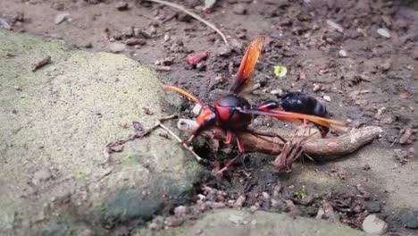 orange giant wasp try to carry and fly a big worm with its mandible