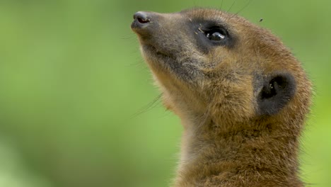 retrato macro de primer plano extremo de una suricata al acecho