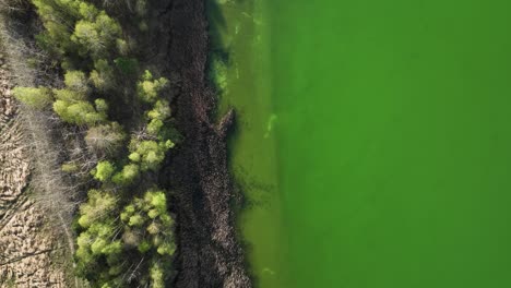 Drohne-Fliegt-über-Einem-Malerischen-Grünen-Wassersee-Mit-Natürlichem-Pinienwald-An-Der-Küste