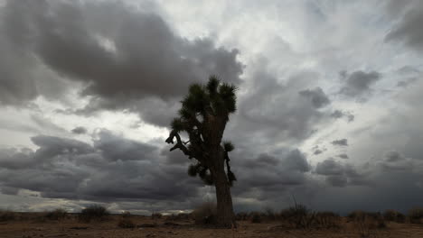 Eine-Windscherung-Schiebt-Bedrohliche-Wolken-In-Verschiedene-Richtungen-In-Dieser-Atemberaubenden-Dynamischen-Wolkenlandschaft-über-Der-Mojave-Wüste-Und-Einem-Einsamen-Joshua-Tree---Stationärer-Zeitraffer