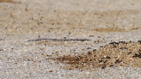 cerrar el lapso de tiempo panorámico de hormigas en una línea que entra y sale del hormiguero