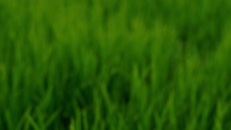 Close-up-of-the-beautiful-rice-plants-in-a-gorgeous-paddy-field-on-organic-farms-at-sunset-time