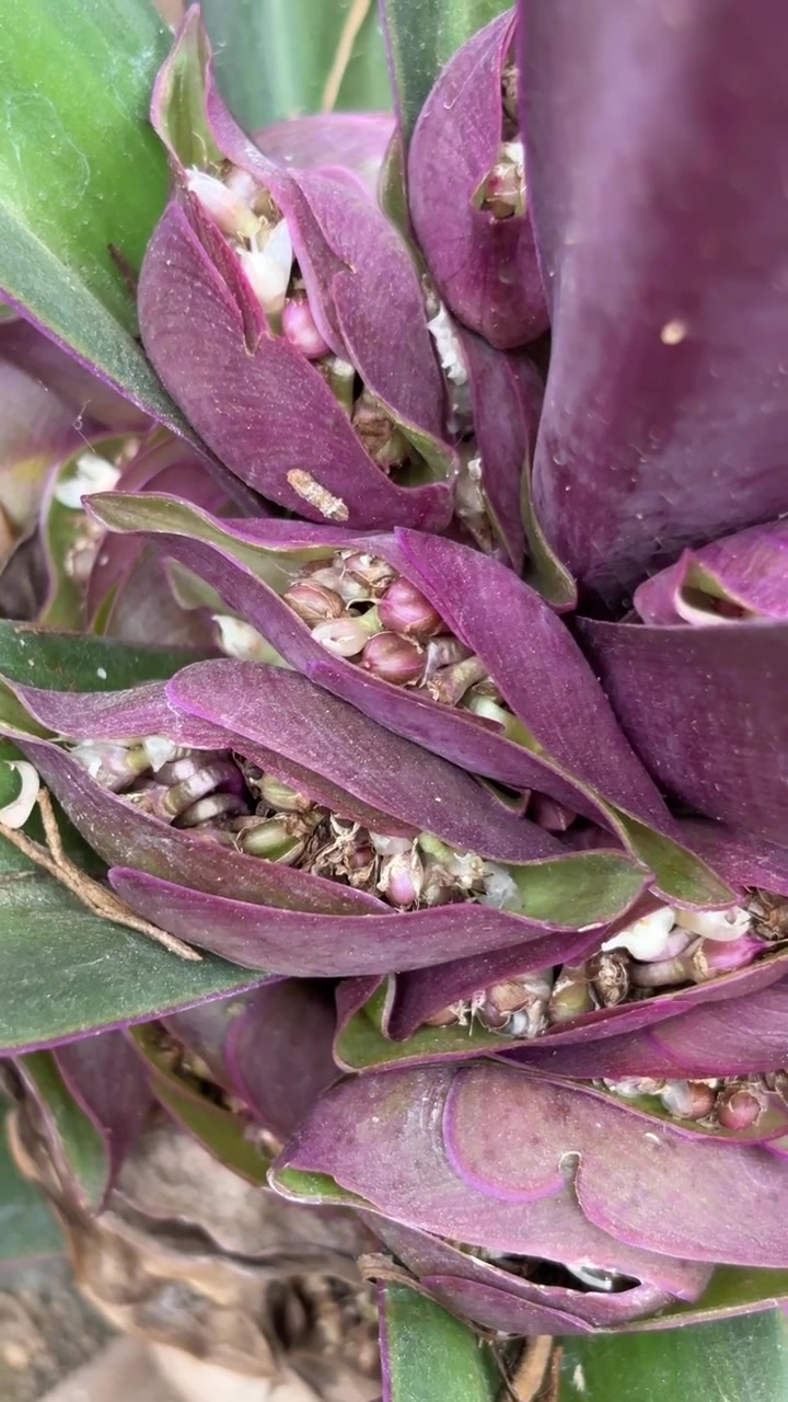 Primo piano di foglie della pianta Cuore Viola e piccoli fiori