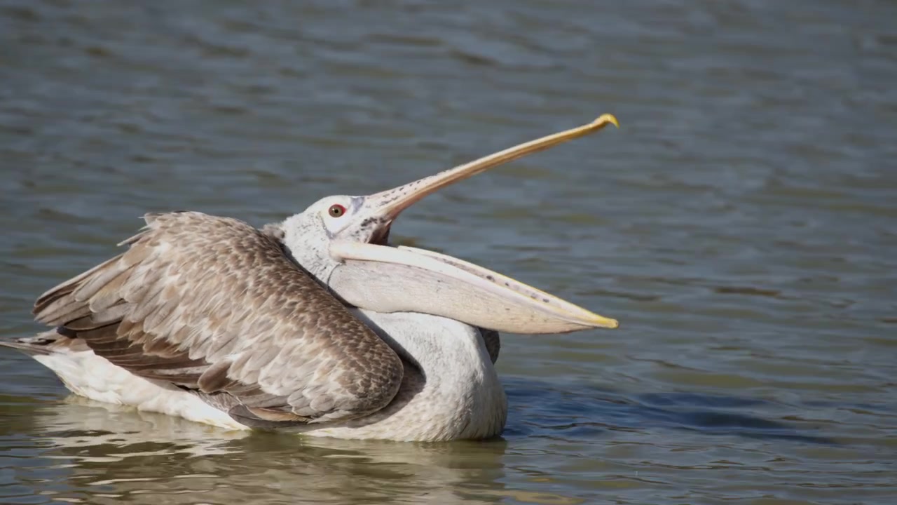 Pelicano-de-bico-pintado descansando em águas calmas do lago enquanto limpa as penas em um habitat natural de zonas úmidas.