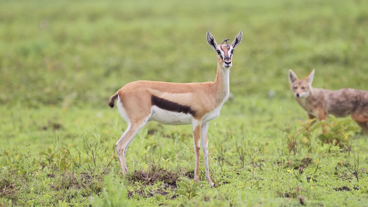 Thomsongazelle en jakhals in het Serengeti Nationaal Park in Tanzania, Afrika, in een vlaktelandschap tijdens een Afrikaanse wildsafari.