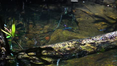 odonates fly over pond in jungle in nui chua national park, vietnam