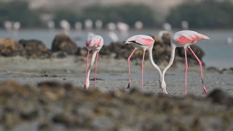 migratory birds greater flamingos looking for food in the marsh mangroves early morning – bahrain