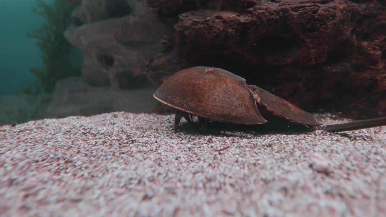 아쿠아리움에 있는 고대 램프레이