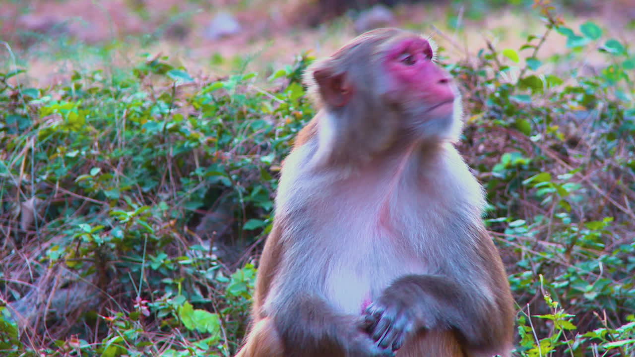 A close up view of a female monkey in the park, watching around