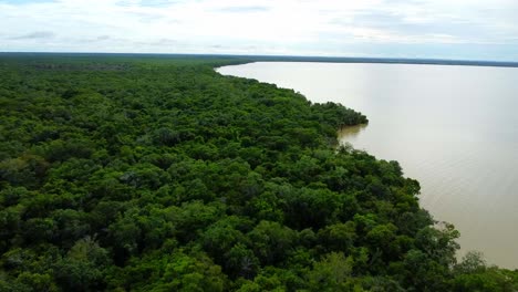 high view of rainforest on sea coast in belize