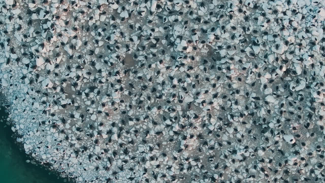 Massive group of cormorants nesting on rocky Ontario shore, drone aerial view