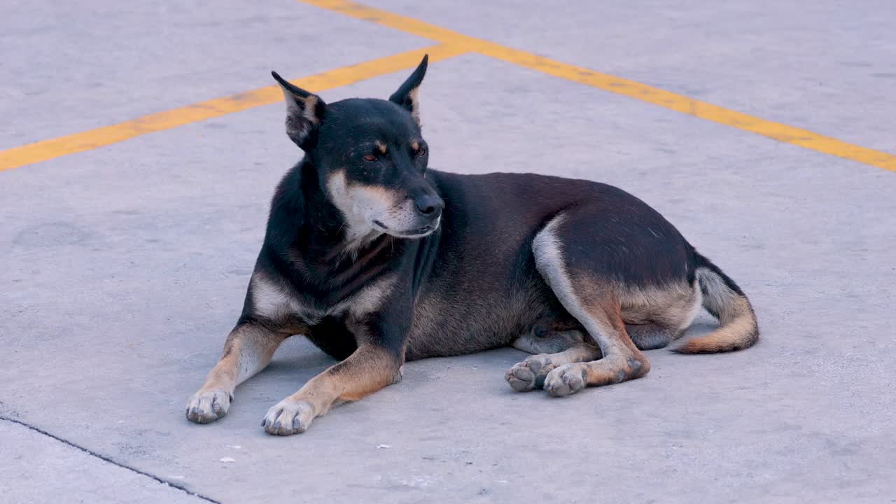 perro negro y marrón acostado en el hormigón
