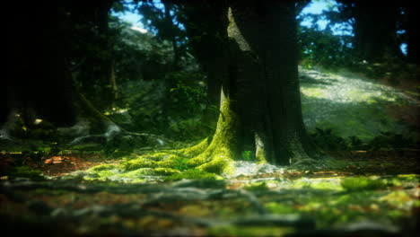 beautiful green moss on the floor in the forest