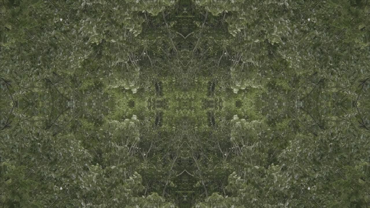 caleidoscopio de vegetación usando imágenes de bosque de wissahickon creek, philadelphia, #29