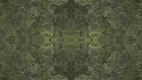 Grünes-Kaleidoskop-Mit-Waldbildern-Aus-Wissahickon-Creek,-Philadelphia,-#29