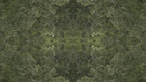 greenery kaleidoscope using forest imagery from wissahickon creek, philadelphia, #29