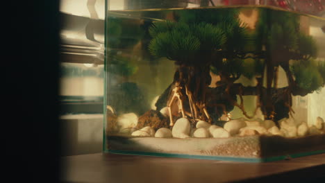 small aquarium with bonsai tree