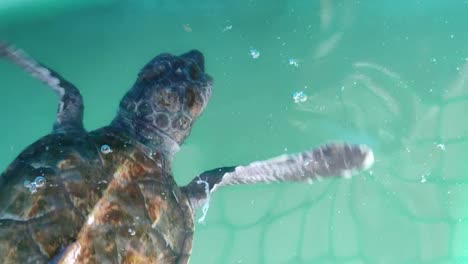 baby turtles in a breeding pond