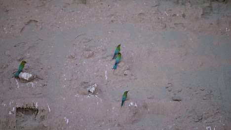 bandada de comedores de abejas de cola azul en una colonia de cría