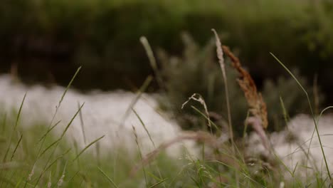 vegetation by the stream in the waterleidingduinen in the netherlands