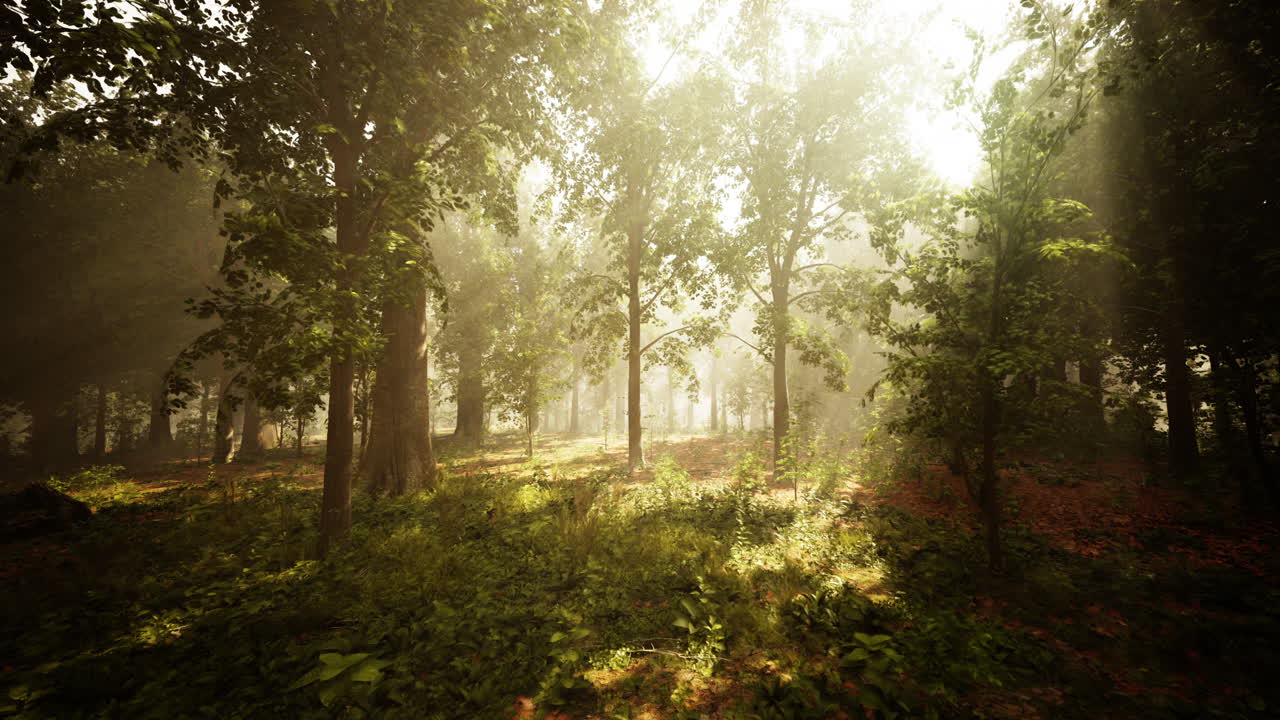 vista panorámica del majestuoso bosque de hoja perenne en una niebla matutina