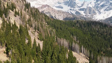 abetos en las montañas con dolomitas alpes de piedra caliza en el noreste de italia