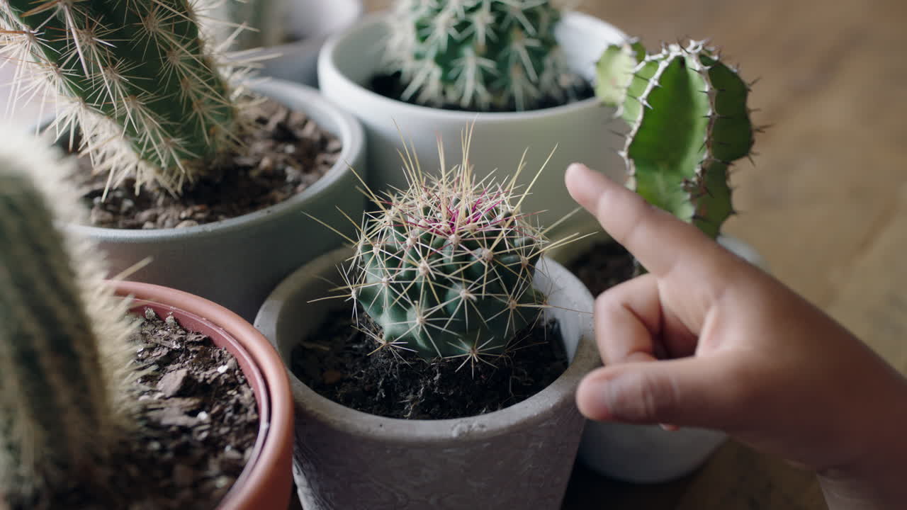 niño tocando con la mano un cactus con el dedo clavando cactus afilados curiosidad infantil