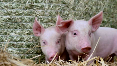 a piglet newborn standing on a straw in the farm. concept of biological , animal health , friendship , love of nature . vegan and vegetarian style . respect for animals.