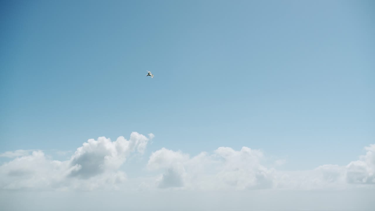 야생 갈매기가 봄의 화창한 아침 동안 이탈리아 카프리 섬의 아름다운 맑은 하늘에서 올빼미 머리 위로 날고 있습니다 - 자유 감정 - 01