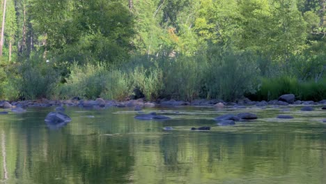 a duck swimming against the current in a flowing river
