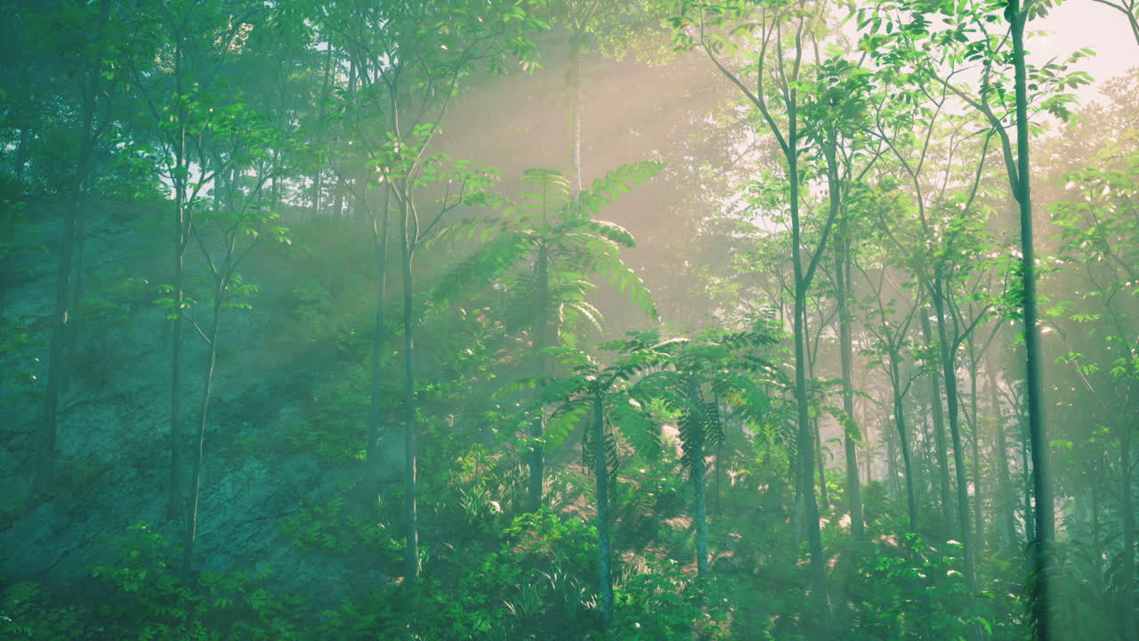빛이 울불한 초록 숲을 가로질러 흐르고