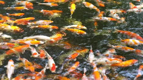 colorful fancy koi fish in the pond