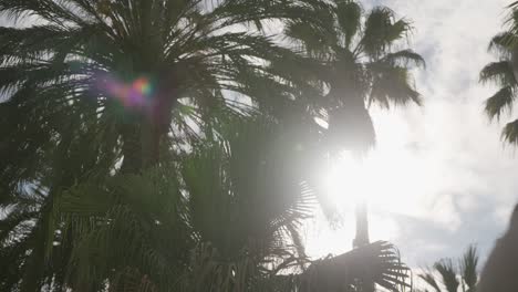Sun-shine-through-dense-palm-tree-forest-in-park-of-Barcelona,-motion-view
